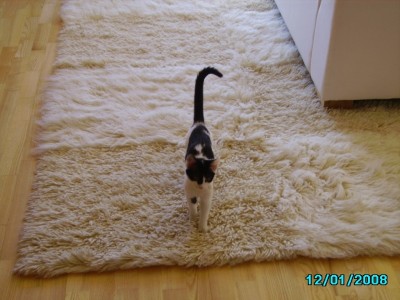 IMGP0378.JPG