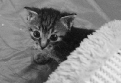 Elvis