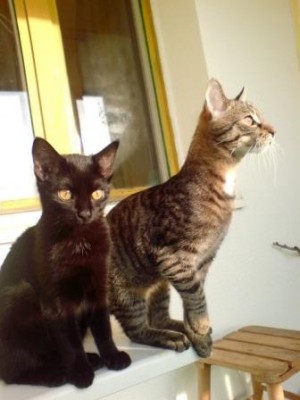 m i z 2 foto.jpg